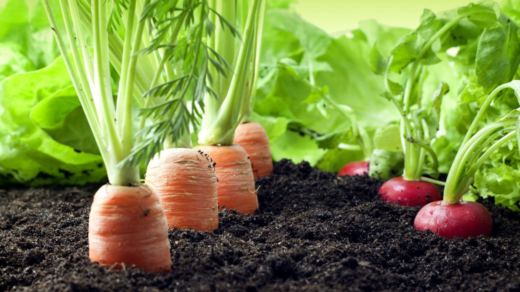 The-Organic-Farming-Trend-Is-Catching-One-Are-You-With-It